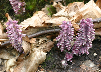 Gewöhnliche Schuppenwurz (Lathraea squamaria) - © Emanuel Trummer